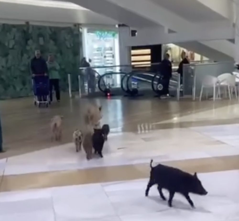 Vildsvinen &ouml;verraskade bes&ouml;karna i k&ouml;pcentret Miramar. Foto: Fuengirola se queja