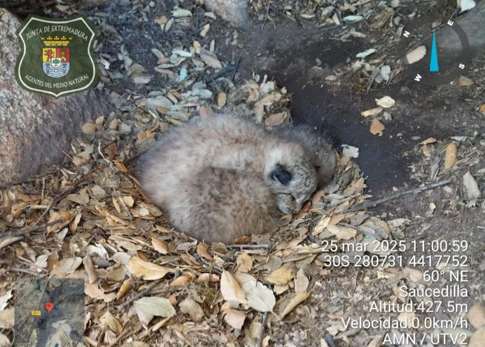 De tre ungarna var endast 20 dagar gamla och helt hj&auml;lpl&ouml;sa n&auml;r deras mamma blev &ouml;verk&ouml;rd. Foto: Junta de Extremadura