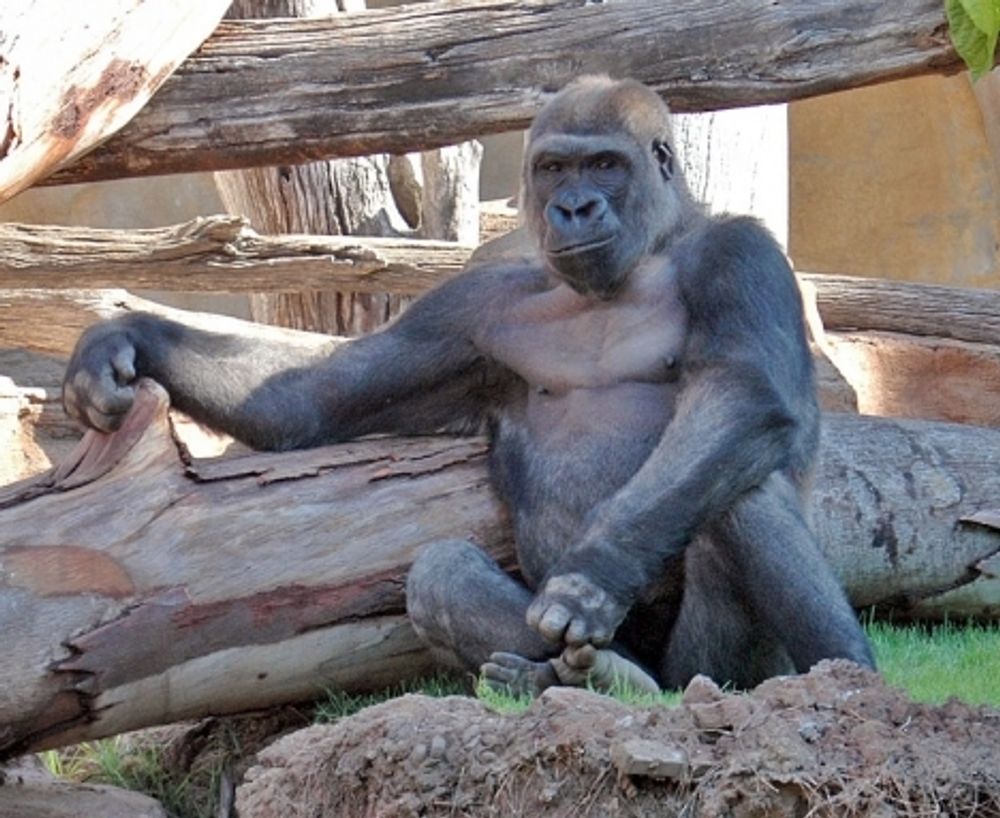 Echo &auml;r f&ouml;dd i Kolm&aring;rdens djurpark och flyttades i somras till Bioparc i Fuengirola.
