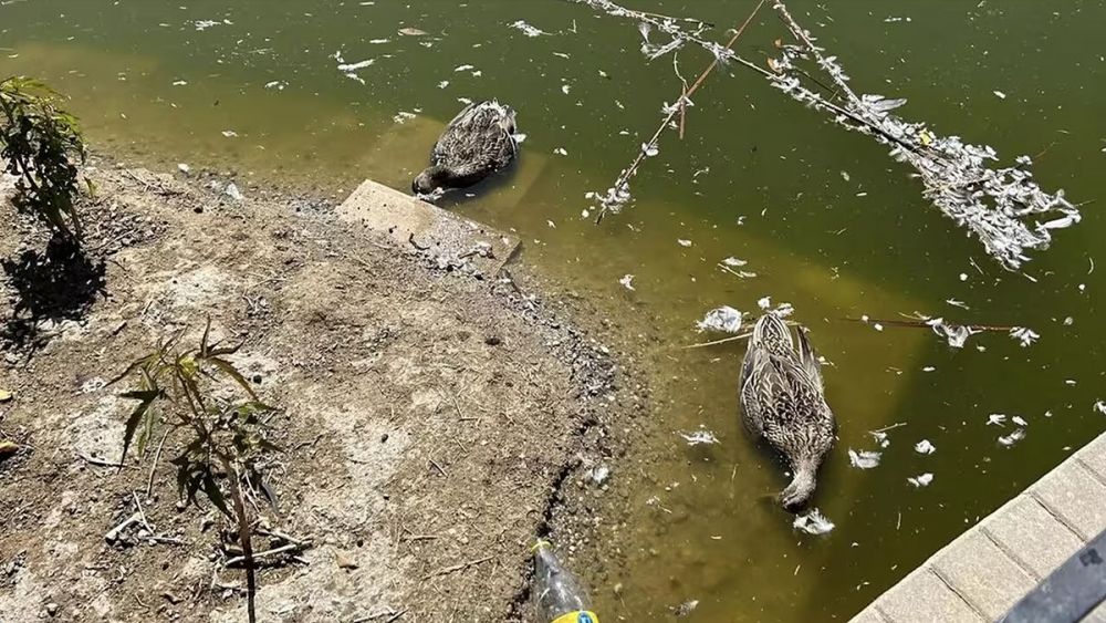 Ett flertal olika f&aring;gelarter har hittats d&ouml;da i parken. Foto: @ParqueDelOeste_/X