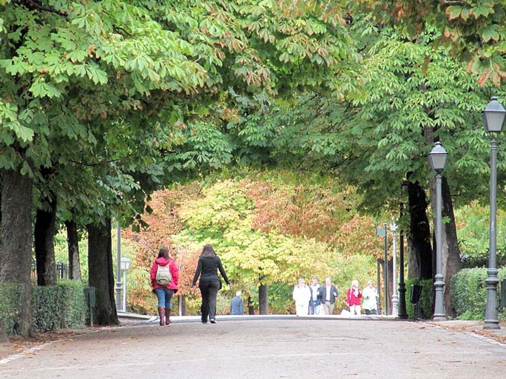 Ett flertal tr&auml;d och grenar har fallit den senaste tiden i den popul&auml;ra Retiroparken, i Madrid.