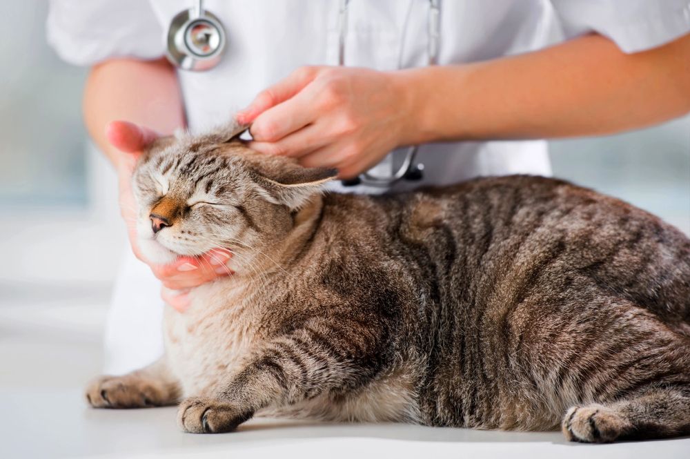 Djur&auml;gare kan dra av 30 procent av veterin&auml;rkostnaderna, med ett maximalt tak p&aring; 100 euro per &aring;r.