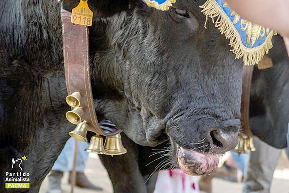 Pacma anm&auml;ler utbredd misshandel av djuren som brukas vid den k&auml;nda Rociovallf&auml;rden. Foto: Pacma
