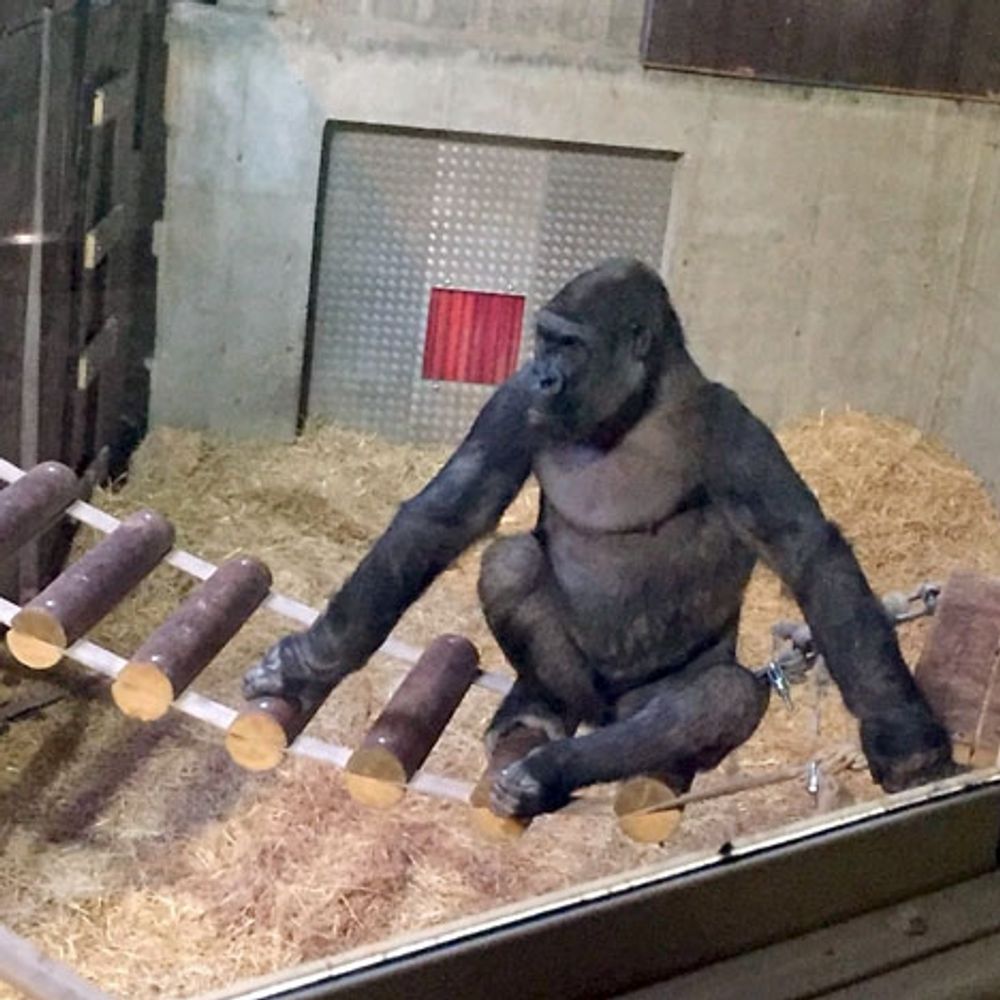 Gorillan Echo p&aring; Kolm&aring;rdens djurpark f&aring;r snart &aring;ka p&aring; k&auml;rleksresa till Costa del Sol. Foto: Bioparc Fuengirola