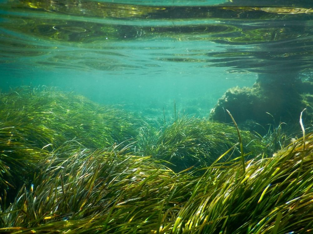 En av de arter som skadas speciellt av de stigande havstemperaturerna &auml;r <i>Posidonia oceanica</i>.