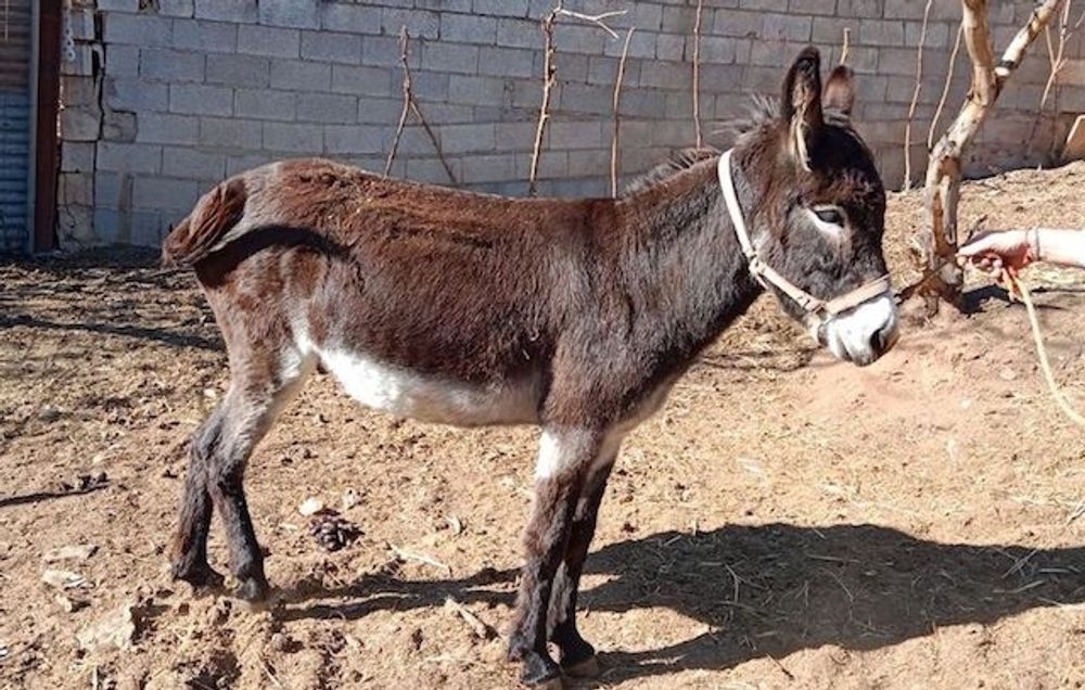 &Aring;snan &auml;r mellan fyra och fem &aring;r gammal. Den hittades l&ouml;sspringande och beh&ouml;ver snarast finna nytt hem.