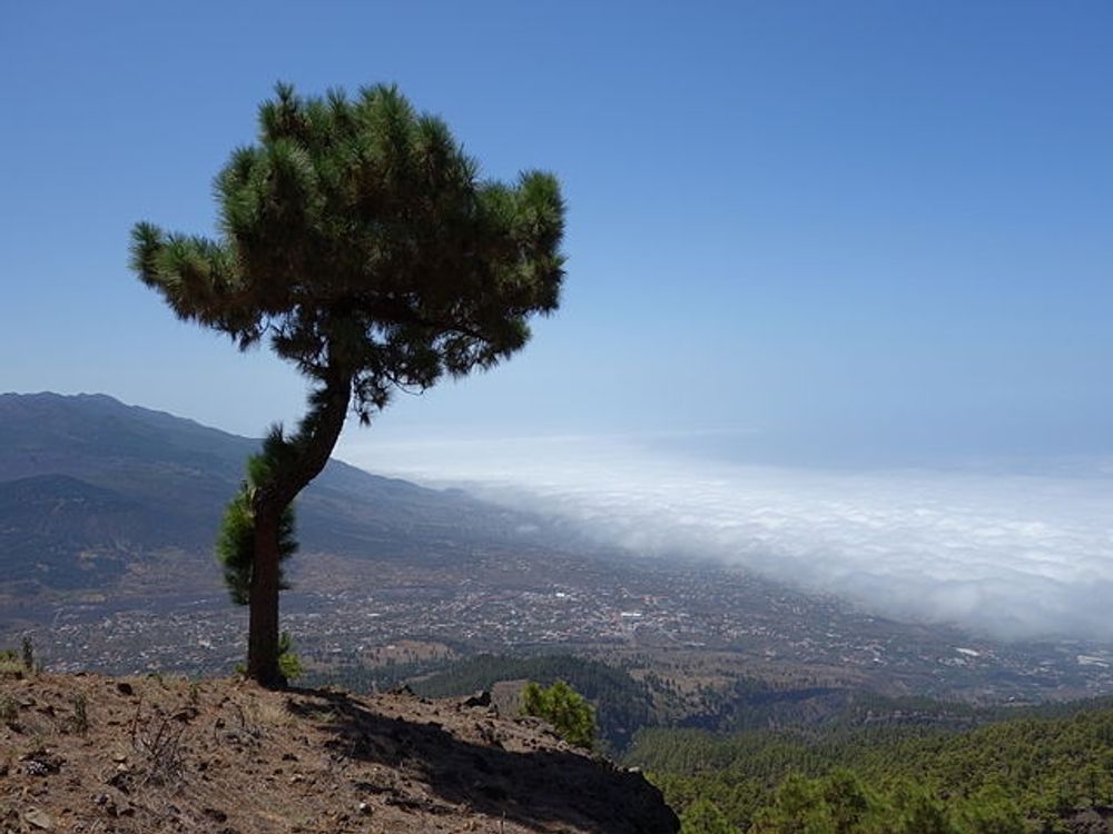 V&auml;rmeb&ouml;ljan kommer just som bland annat La Palma lidit en sv&aring;r naturbrand. Foto: Tanja Freibott/Wikimedia Commons ARKIVBILD