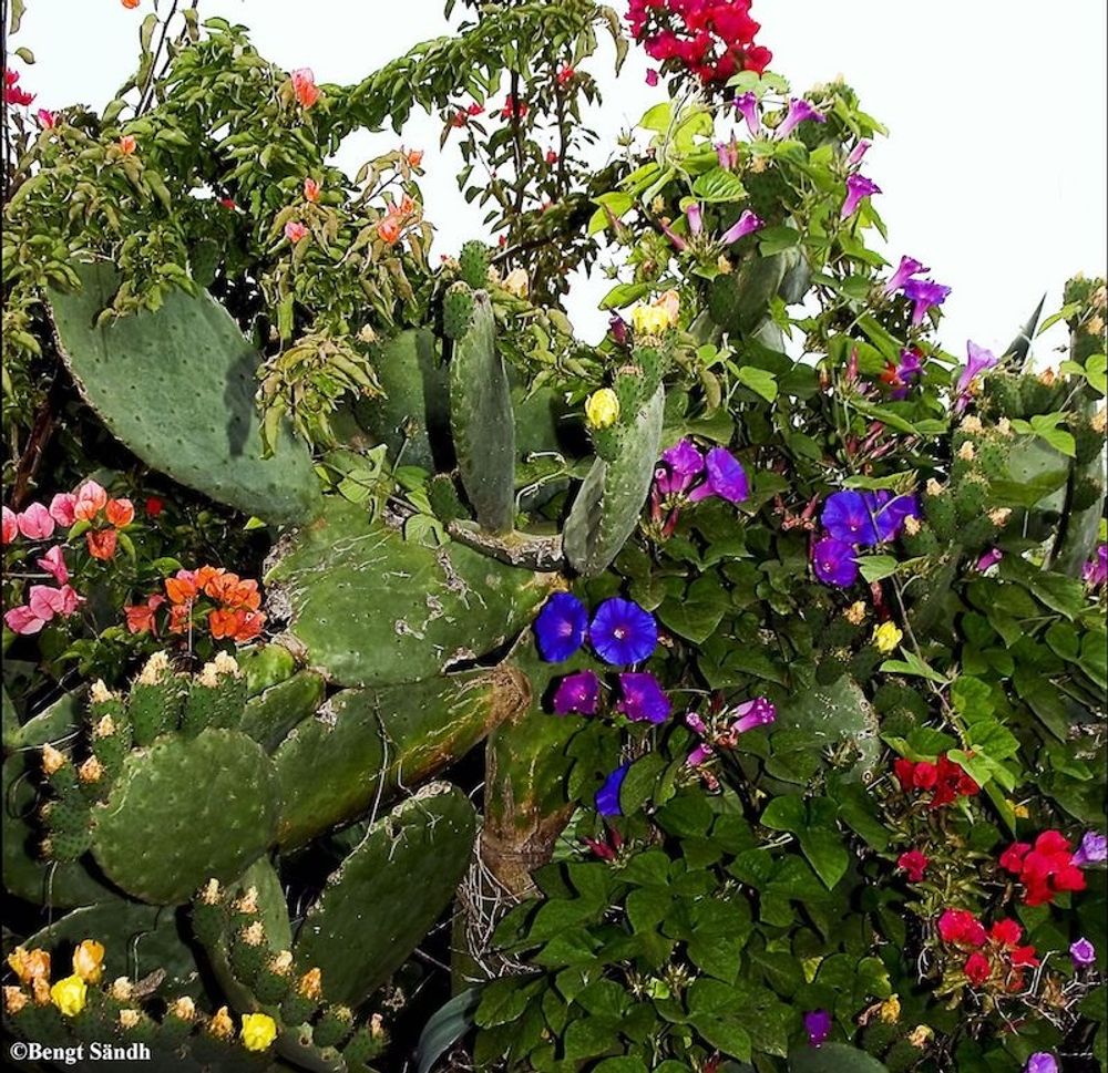 L&aring;t naturen frodas naturligt, &aring;beropar fotografen till bilden Bengt S&auml;ndh.