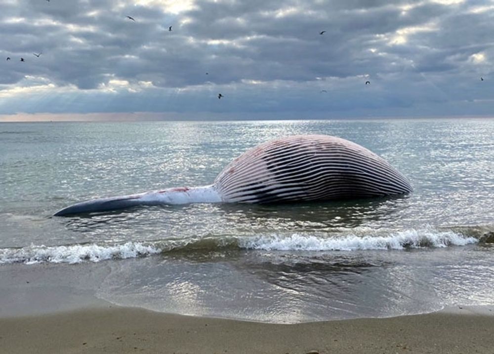 H&ouml;g sj&ouml; har f&ouml;rsv&aring;rat bogseringen ut till havs av den val som uppt&auml;cktes vid stranden La Rada 19 januari. Foto: Ayto de Estepona