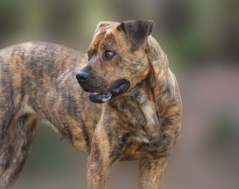 Den smittade hunden &auml;r av rasen pitbull och hade vistats i Marocko.