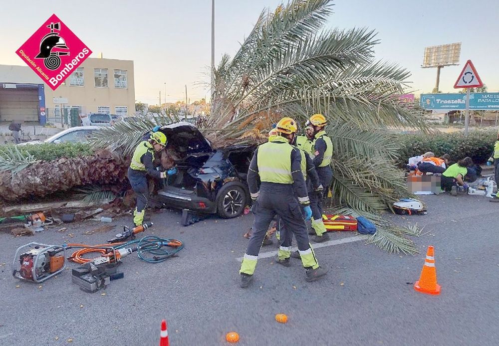 Den palm som f&ouml;ll &ouml;ver en 22-&aring;ring var attackerad av skalbaggar, vilket nu leder till inspektionen av &ouml;ver 5.500 tr&auml;d i staden. Foto: Bomberos/Alicante
