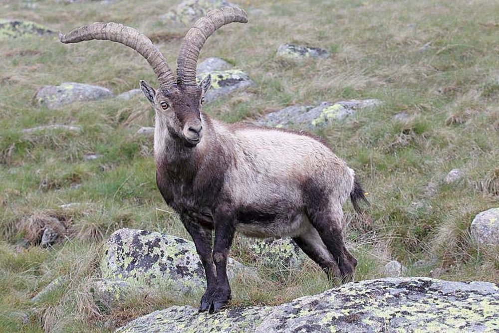 En bergsbock hittades ihj&auml;lskjuten i Sierra de Almijara.