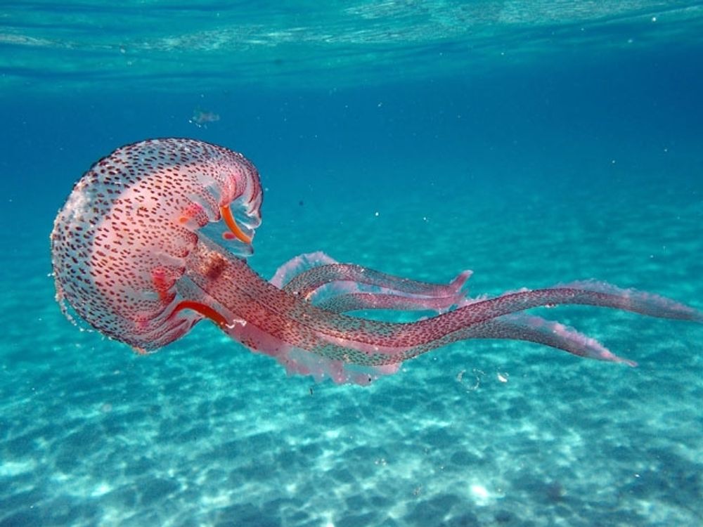 Den vanligaste f&ouml;rekommande maneten p&aring; Costa del Sol &auml;r Pelagia noctiluca, som &auml;r giftig och orsakar sveda.