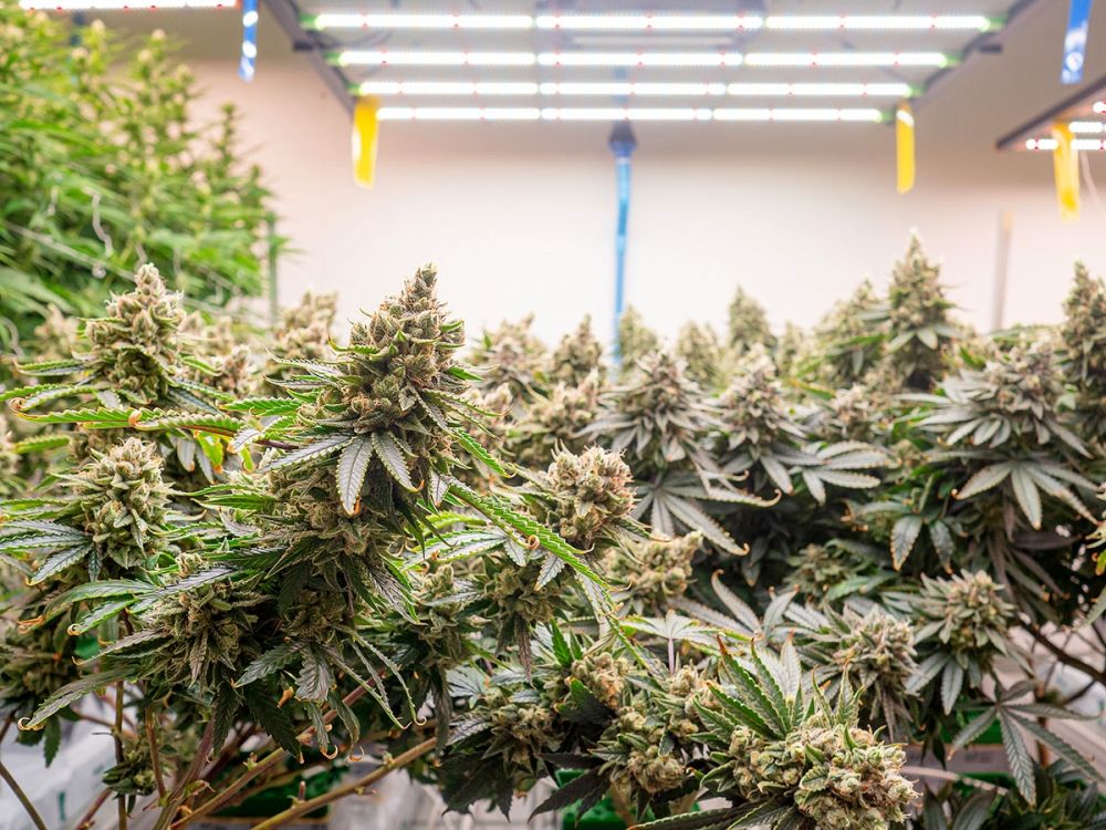 Totalt 784 cannabisplantor har beslagtagits. (Arkivbild)