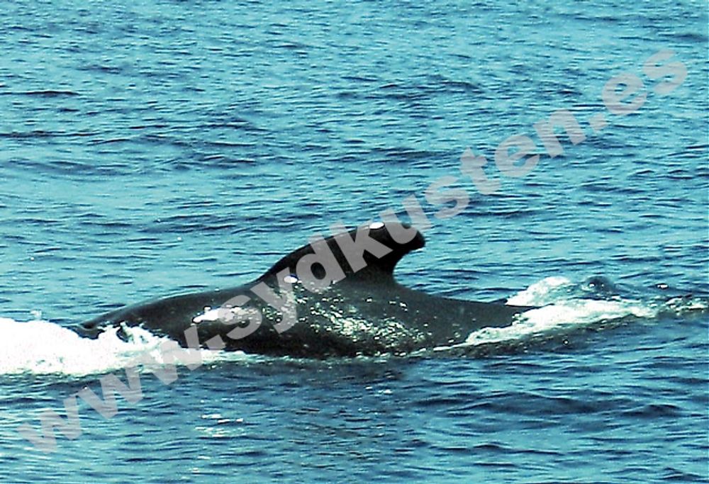 I Gibraltar sund finns gott om b&aring;de valar och delfiner, som kan besk&aring;das fr&aring;n maj till november. I september kan man dessutom om man har tur f&aring; se nyf&ouml;dda ungar. Foto: Emelie Ortiz Sandstedt.
