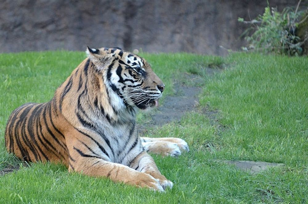 Asmara blev 19 &aring;r. Foto: Bioparc