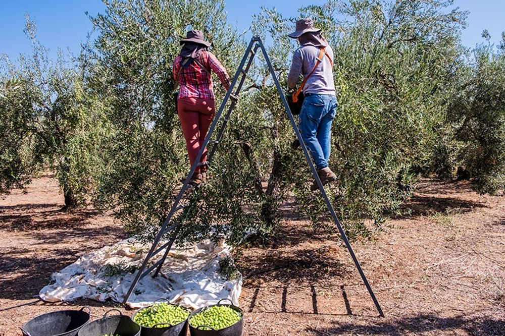 Den just p&aring;b&ouml;rjade olivsk&ouml;rden v&auml;ntas bli den b&auml;sta i Spanien p&aring; flera &aring;r.