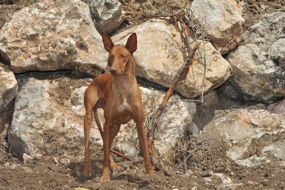 Podenco &auml;r en av de vanligaste hundraser som brukas f&ouml;r jakt i Spanien. ARKIVBILD