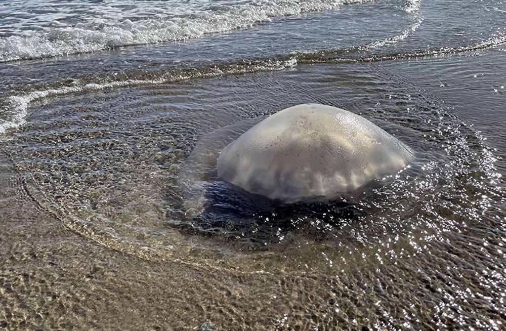 J&auml;ttemaneten Arten Rhizostoma blir en allt vanligare syn p&aring; Costa del Sol, men &auml;r relativt ofarlig.