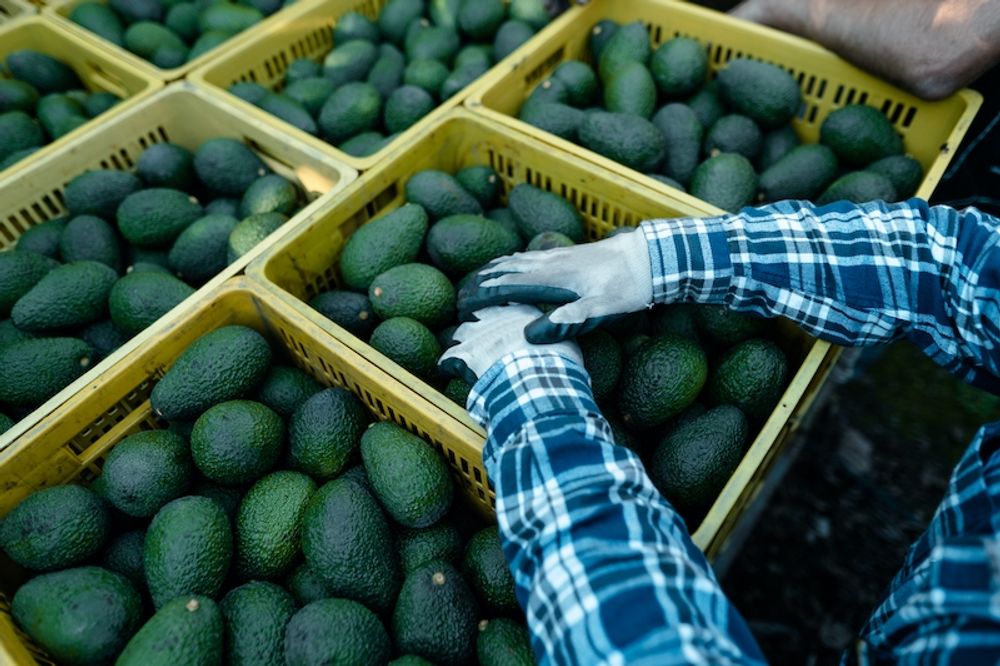 De utl&auml;ndska marknaderna efterfr&aring;gar framf&ouml;r allt subtropiska frukter, olivolja och k&ouml;tt.