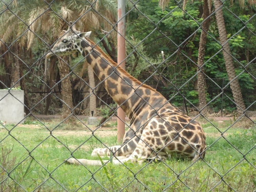 Den f&ouml;rolyckade giraffen skulle paras med en hanne vid Bioparc i Valencia. Giraffen p&aring; bilden &auml;r inte den som omkom.