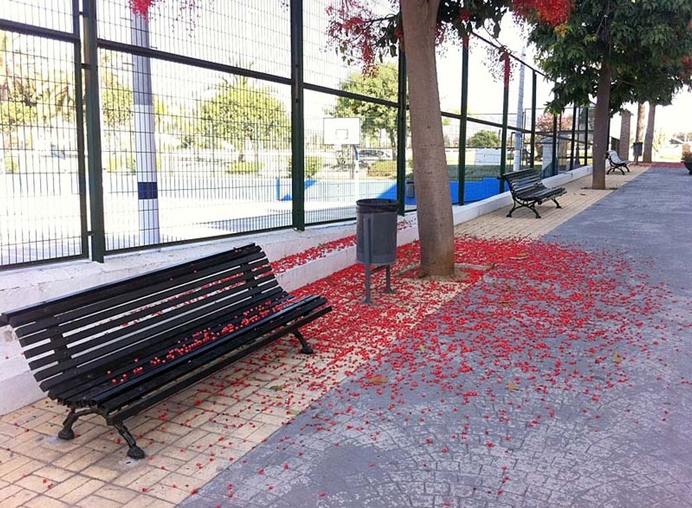 Flera fotg&auml;ngare skadas varje &aring;r p&aring; Costa del Sol efter att de halkat p&aring; blommor p&aring; trottoaren.
