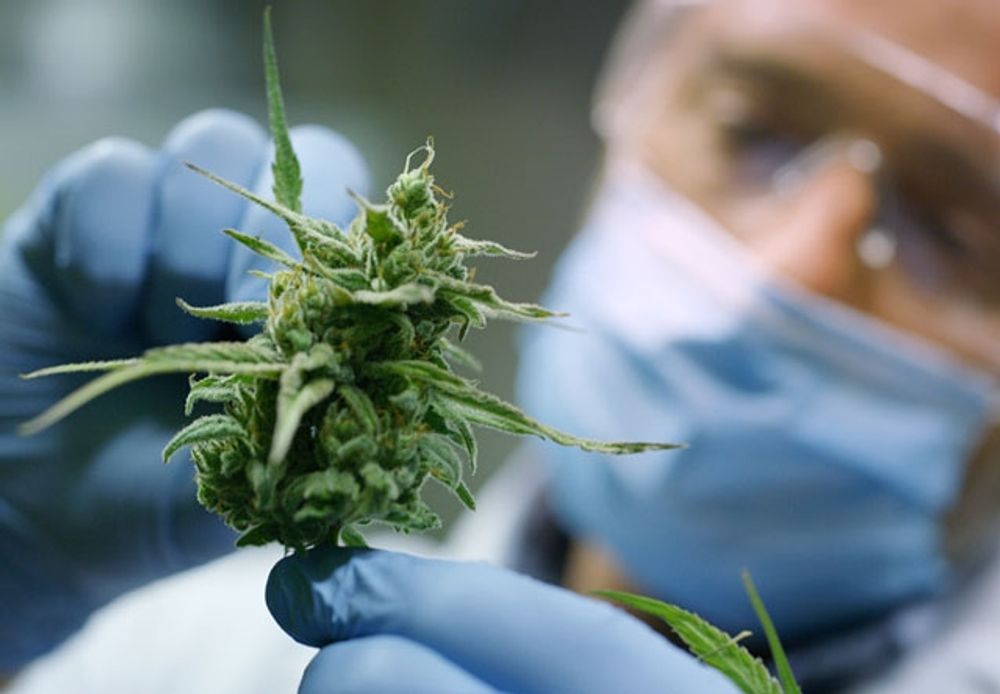 Ett 70-tal l&auml;nder till&aring;ter redan konsumtion av cannabis i behandlingssyfte och tre partier med representation i det spanska parlamentet vill legalisera det helt.