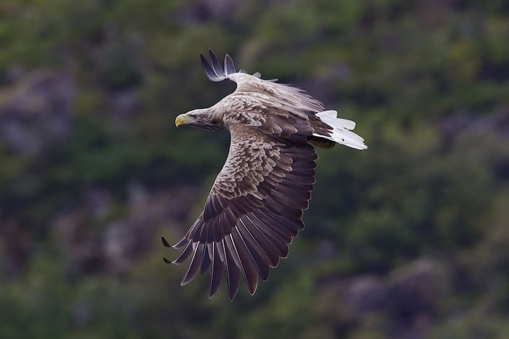 Europas st&ouml;rsta rovf&aring;gel v&auml;lkomnas inte av alla i norra Spanien.