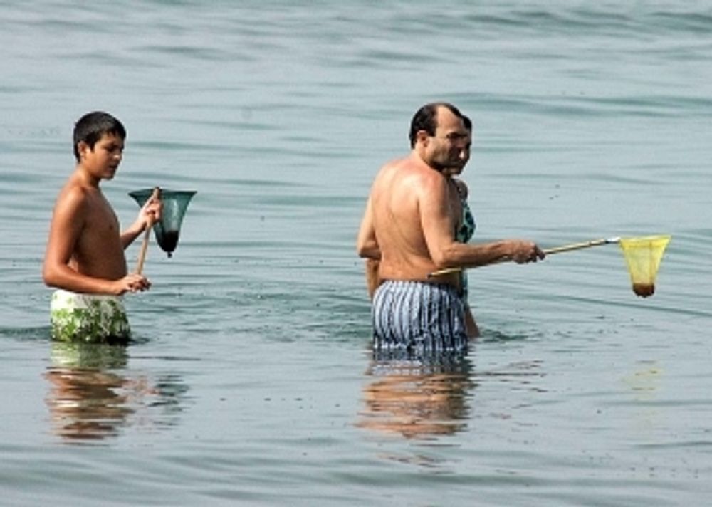 Vindar och str&ouml;mmar avg&ouml;r i vilken utstr&auml;ckning maneterna kommer n&auml;ra badstr&auml;nderna. Bilden &auml;r fr&aring;n den hittills v&auml;rsta manetsommaren p&aring; Costa del Sol, 2012.