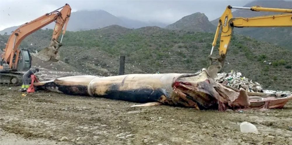 Transporten av den 15 ton tunga valen har varit m&ouml;dosam. Foto: Ayto de Estepona