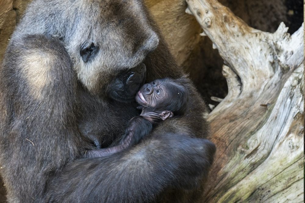 Gorillan Buu i Fuengirola &auml;r nybliven moder till en frisk liten bebis som f&ouml;r &ouml;vrigt har svensk pappa. Foto: Bioparc Fuengirola