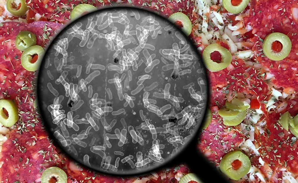 H&auml;lsoinspekt&ouml;rer bekr&auml;ftade f&ouml;rekomsten av bakterier som bland annat orsakar salmonella.