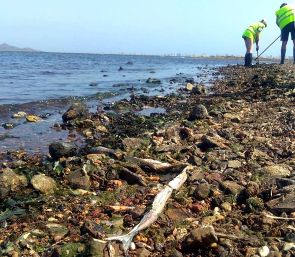Frivilliga fick rycka ut vid den massiva fiskd&ouml;den i augusti f&ouml;rra &aring;ret. Foto: Ecologistas en Acci&oacute;n