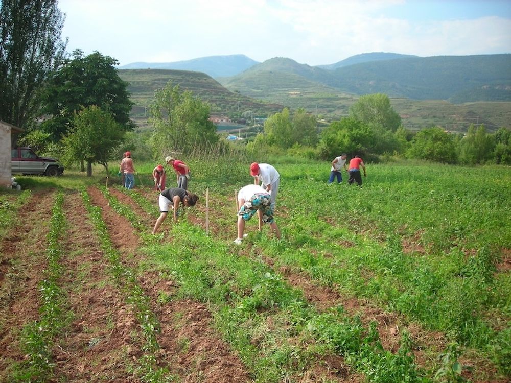 Migranter som har svarta jobb ska f&aring; det l&auml;ttare att legalisera sin situation i Spanien. Foto: Ministerio de Agricultura