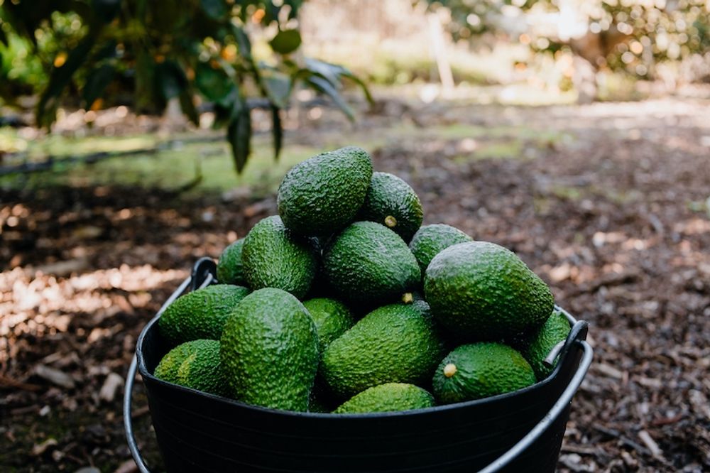 Subtropiska frukter som avokado, olivolja och k&ouml;tt &auml;r n&aring;gra av de produkter som exporteras fr&aring;n M&aacute;lagaprovinsen till utlandet.