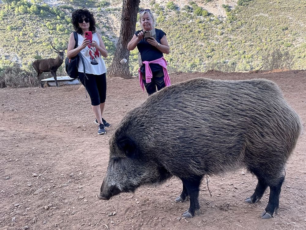 Avsaknad av avgr&auml;nsningar mellan de vilda djuren och bes&ouml;kare &auml;r en av de sammanlagt 15 olika brister som p&aring;visats av Junta de Andaluc&iacute;a.