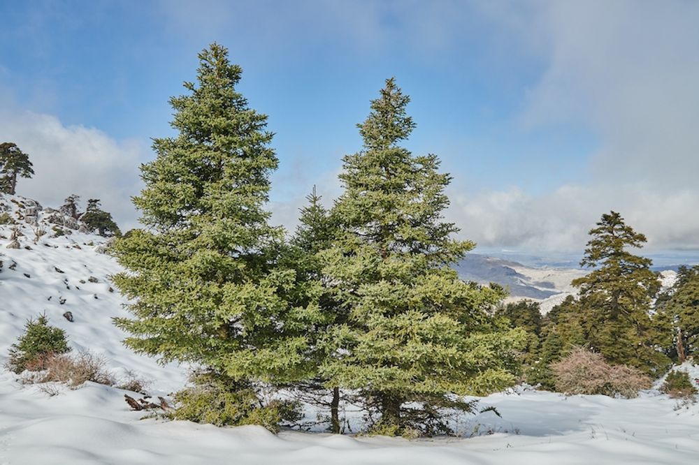 Sierra de las Nieves med den emblematiska spanskgranen, s&aring; kallad pinsapo.