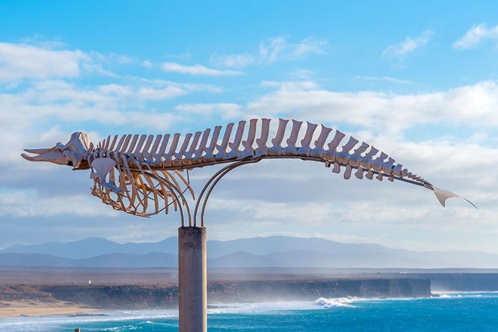 Tack vare r&auml;ddningsinsatsen slapp valen sluta som denna, som st&aring;r som monument p&aring; Fuerteventura.