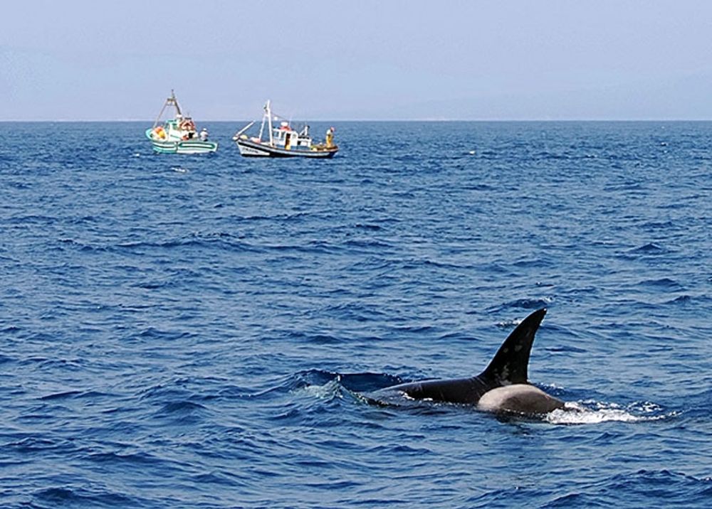 Efter ett flertal attacker av sp&auml;ckhuggare sedan april f&ouml;religger det risk f&ouml;r att omr&aring;det vid Gibraltar sund &aring;ter st&auml;ngs av f&ouml;r segeltrafik.