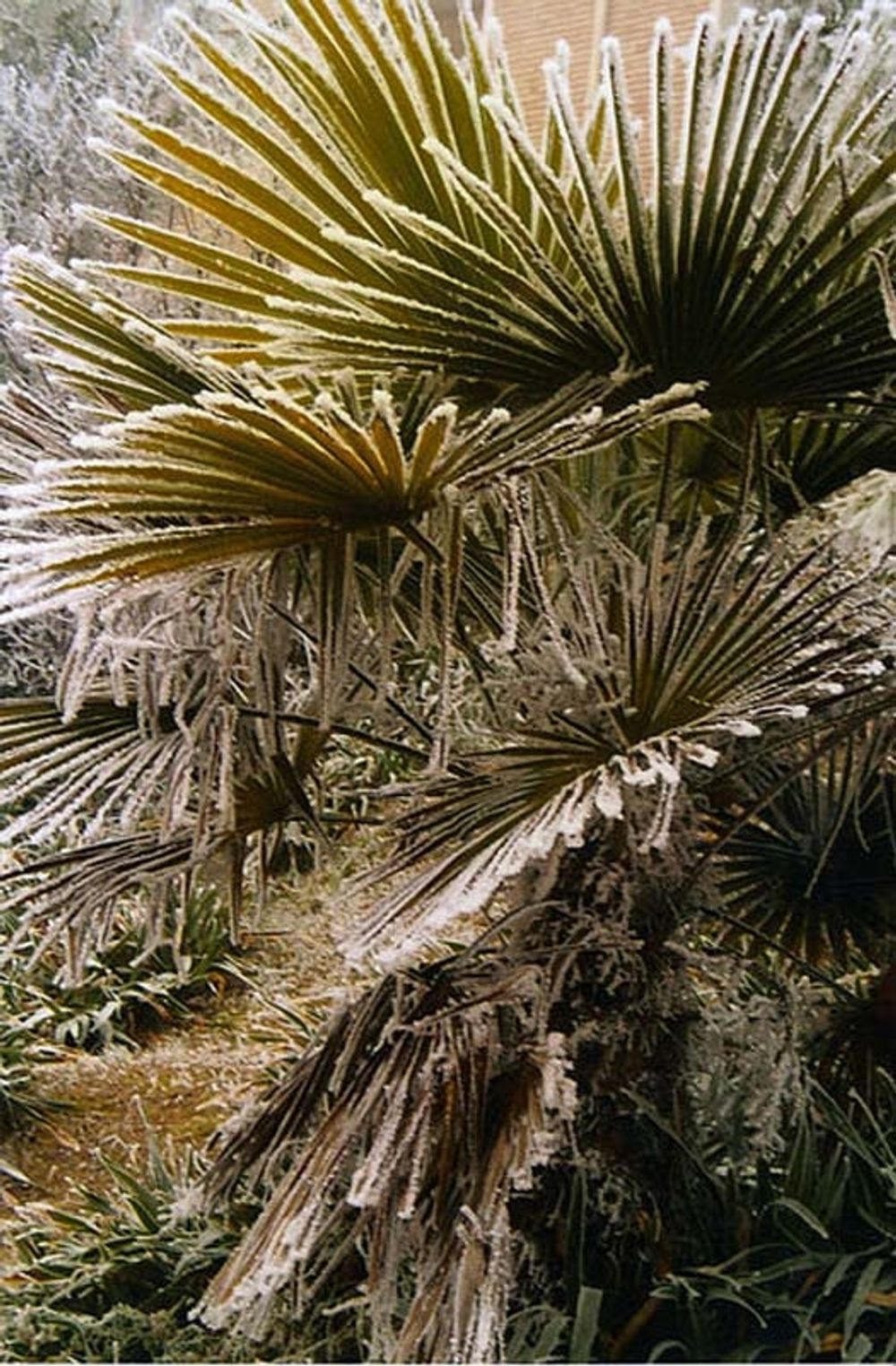 Det &auml;r ovanligt kallt och definitivt inte tropiskt p&aring; Costa del Sol f&ouml;r tillf&auml;llet.