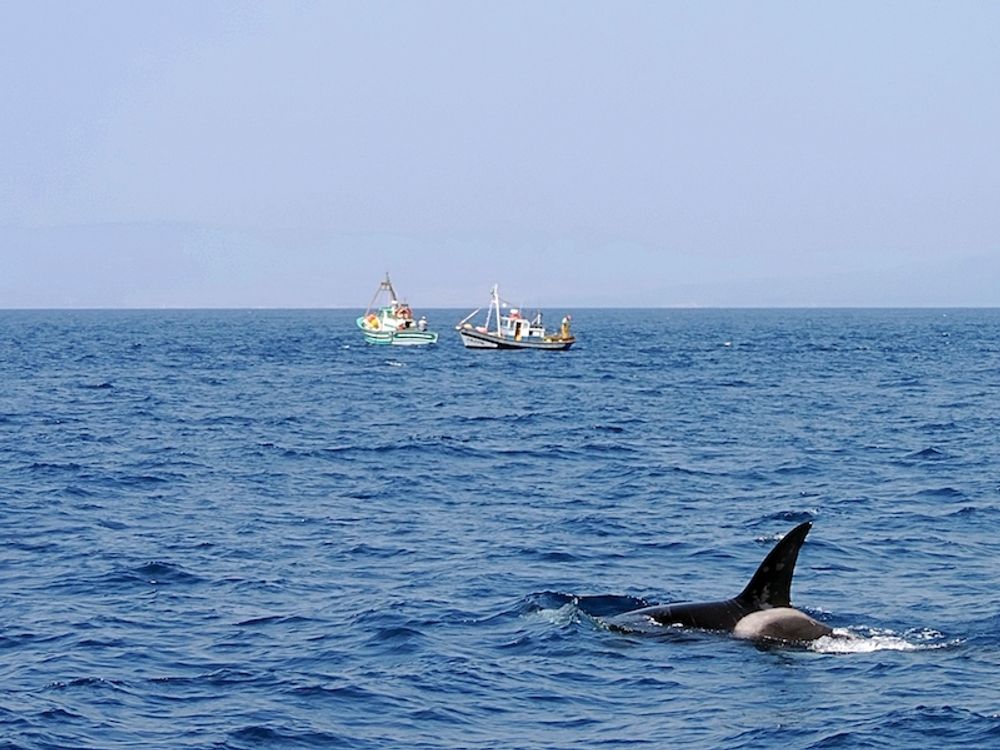 Enligt forskare &auml;r det ett 15-tal sp&auml;ckhuggare som &auml;gnar sig &aring;t att angripa b&aring;tar vid Gibraltar sund.