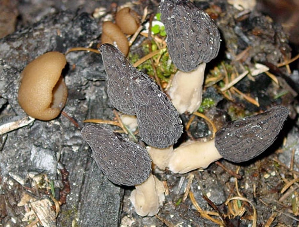 Murklor &auml;r en delikatess men giftiga om de inte tillreds p&aring; r&auml;tt s&auml;tt. Foto: Sharksbaja