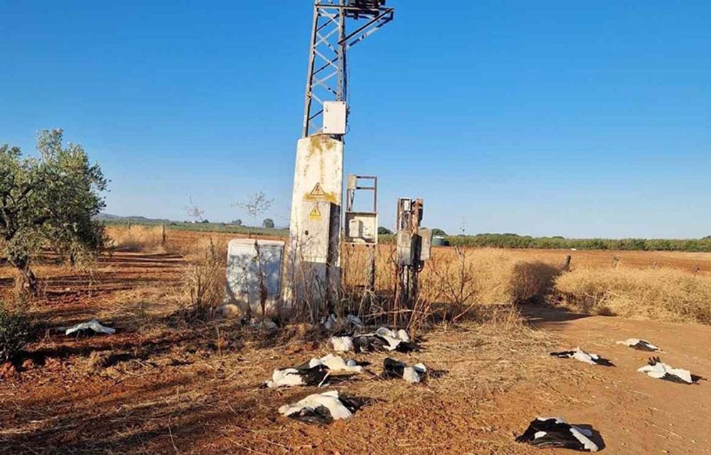Sammanlagt 19 d&ouml;da storkar har uppt&auml;ckts vid en kraftstation i Marchena (Sevilla). Foto: SEO/BirdLife
