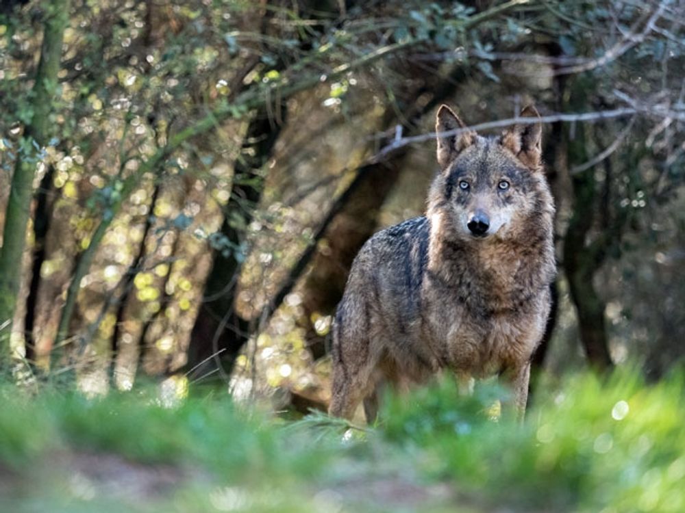Sedan 22 september r&aring;der totalf&ouml;rbud av vargjakt i Spanien.