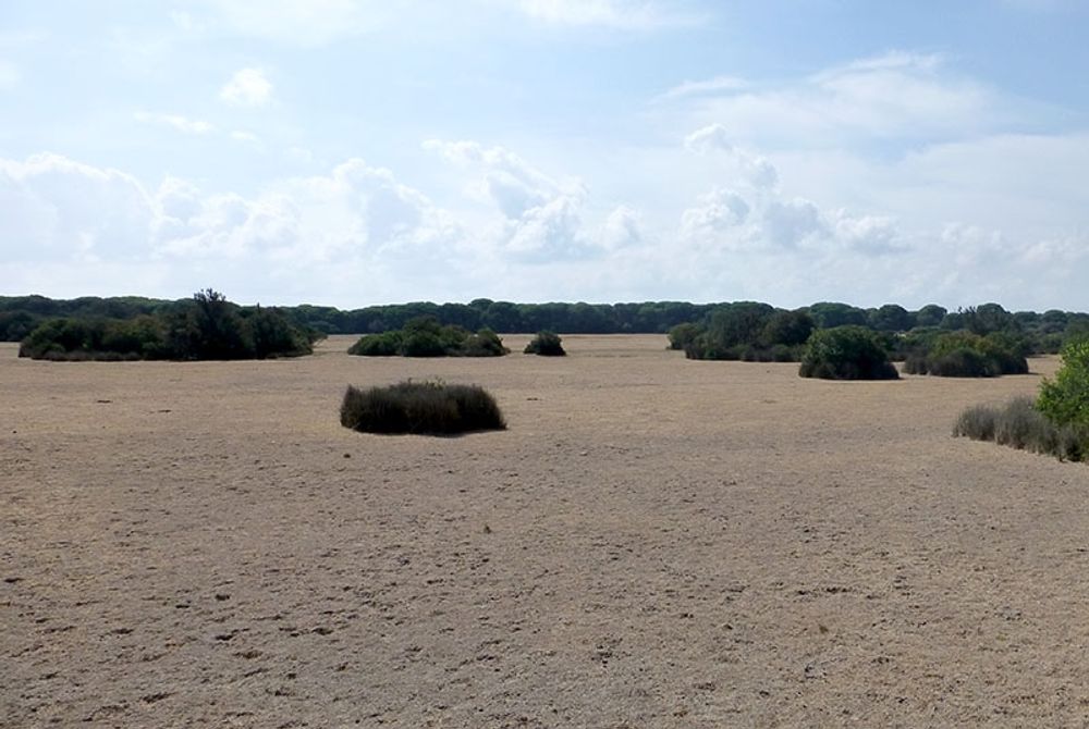Arkivbild p&aring; uttorkad v&aring;tmark vid Coto de Do&ntilde;ana.