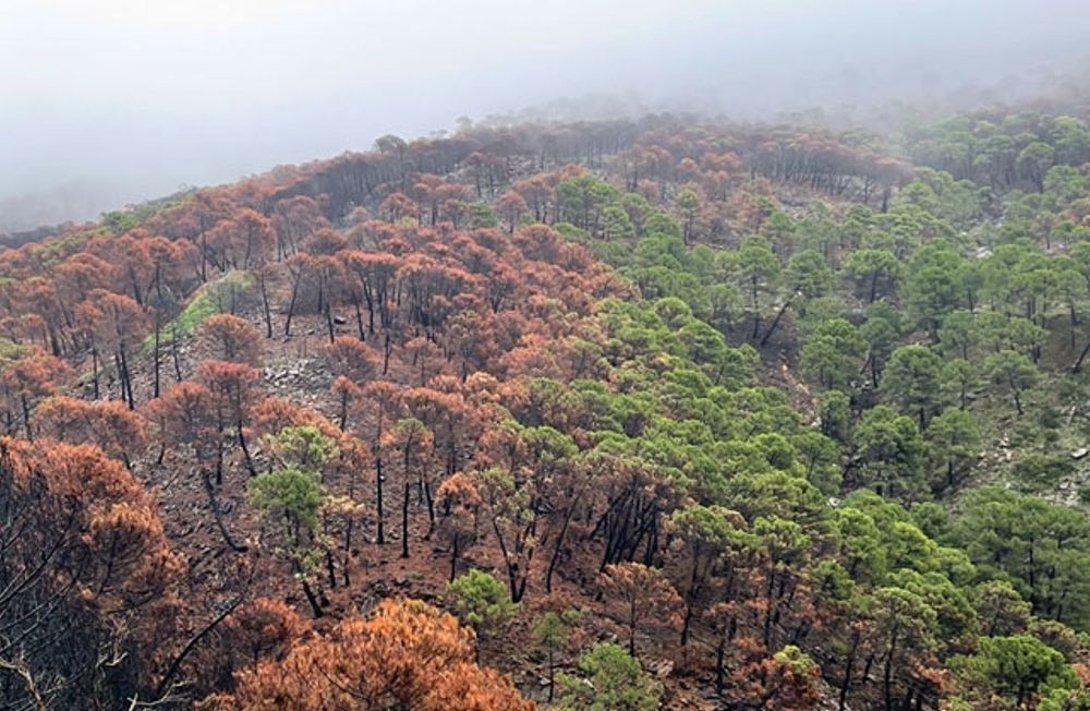 Bin ska bidraga till att &aring;teruppr&auml;tta naturen i det brandh&auml;rjade omr&aring;det vid Sierra Bermeja.
