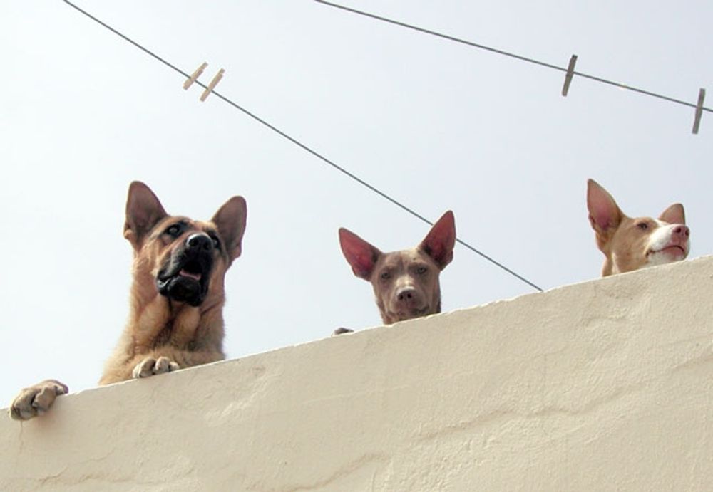 Tingsr&auml;tten i Estepona finner det styrkt att &auml;garen l&auml;mnat sin hund utan tillsyn under flera dagar. ARKIVBILD