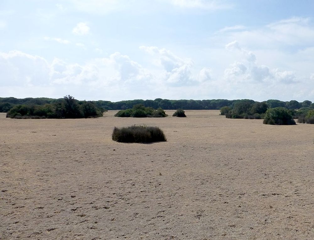 M&aring;nga av v&aring;tmarkerna i nationalparken Coto de Do&ntilde;ana hotas av intilliggande jordbruk.