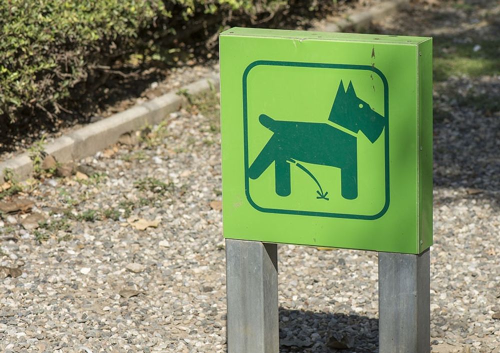 Det kan bli mycket kostsamt att l&auml;mna hundspill i Benalm&aacute;dena.