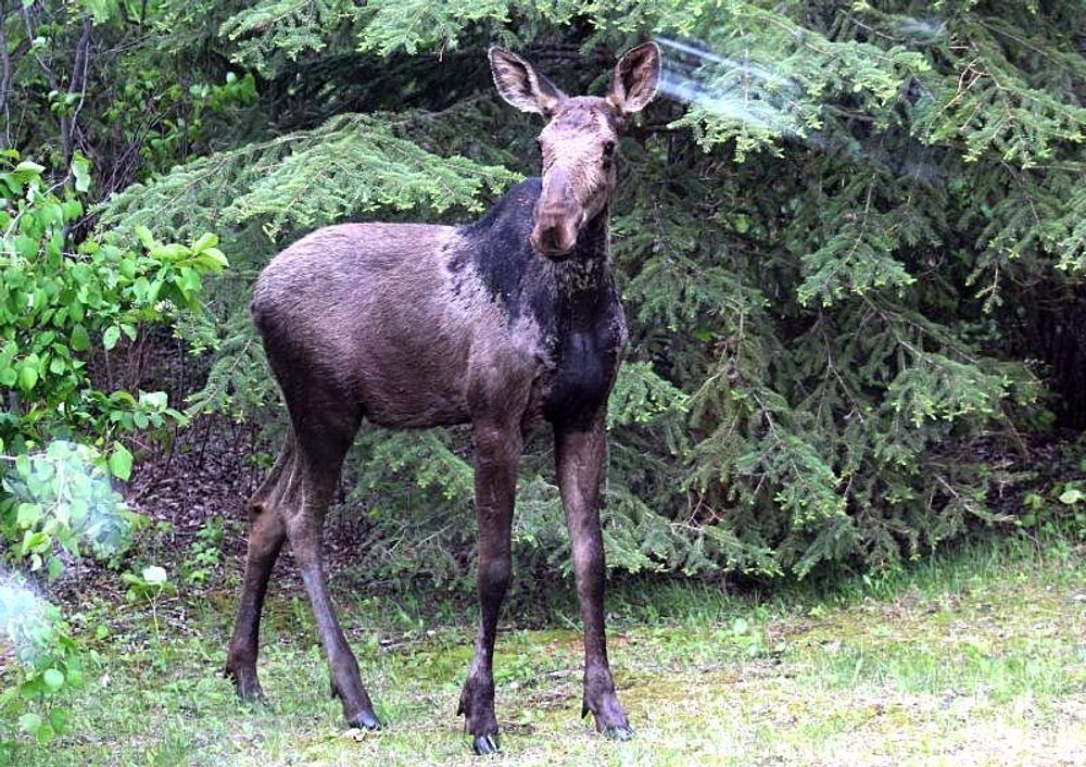 Den nya &auml;lghannen i Bioparc Fuengirola beh&ouml;ver ett namn, helst ett skandinaviskt s&aring;dant.